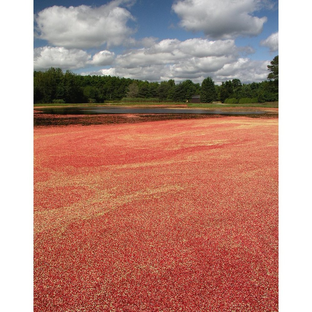 Cranberry Bog 11 x 14 print